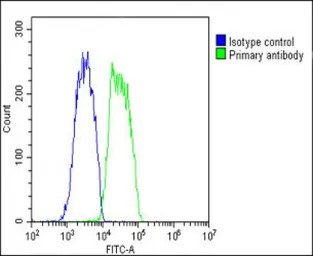 COMP antibody, Internal