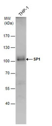 SP1 antibody
