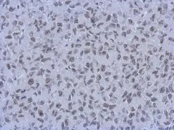 RbAp48 + RbAp46 antibody [15G1