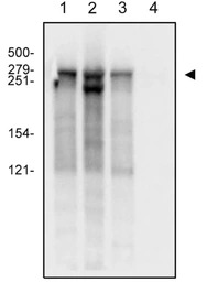 RPB1 antibody [4H8]