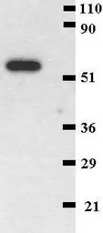 CD41 antibody [MEM-06]