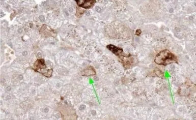 sRANKL antibody [12A668]