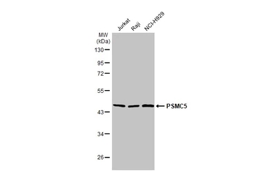 PSMC5 antibody [25D5]