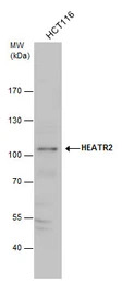 HEATR2 antibody