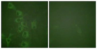 HRH1 (phospho Ser398) antibody