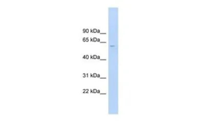 CLK4 antibody, N-term