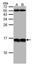 NHP2L1 antibody [N1C3]
