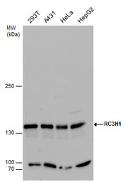 RC3H1 antibody