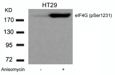eIF4G (phospho Ser1232) antibo