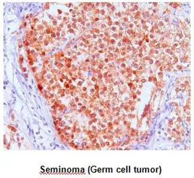 FKBP4 antibody [AT4D3]
