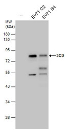 Enterovirus 71 3CD antibody