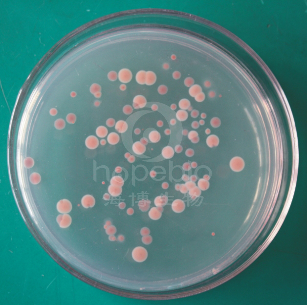 细菌总数显色平板(9cm)