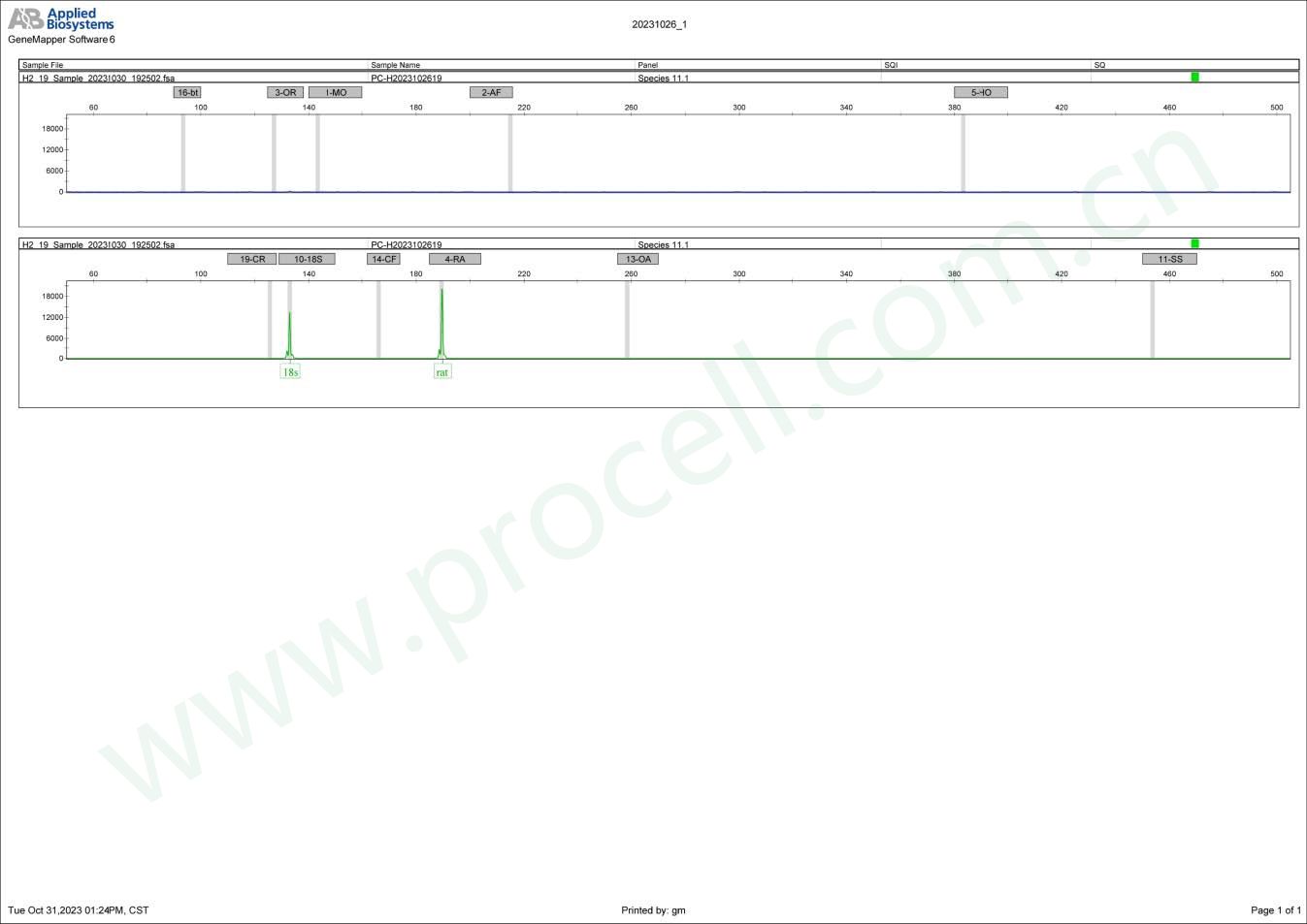 MADB106(大鼠乳腺癌细胞)