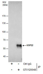 USP22 antibody [N3C3]