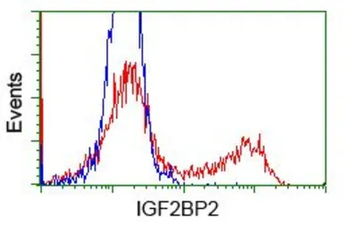 IGF2BP2 antibody [3G7]