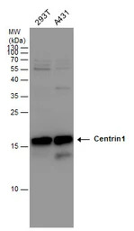 Centrin 1 antibody [N1C3]