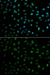 ELAVL1 / HuR antibody