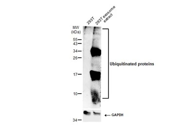 Ubiquitin antibody