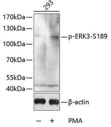 ERK3 (phospho Ser189) antibody