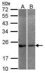 NCS1 antibody