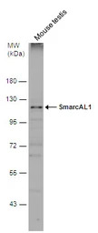 SmarcAL1 antibody