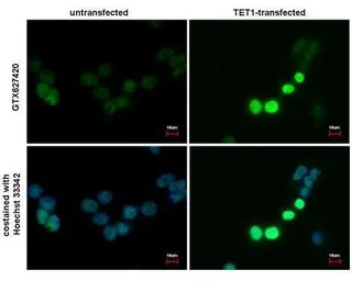 TET1 antibody [GT1462]