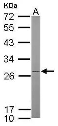 ATP synthase B1 antibody