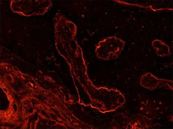 Laminin antibody [LAM-89]