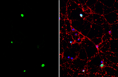 TLE4 antibody [C1C3]
