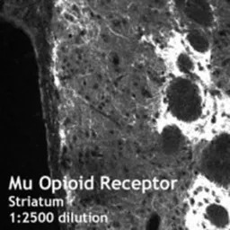 Mu Opioid receptor antibody