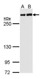 Filamin A antibody [C2], C-ter