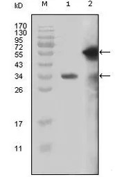MLL antibody [10F8D7]