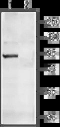 CNGA4 antibody