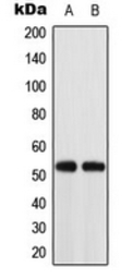 ACOT2 antibody