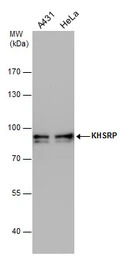 KHSRP antibody