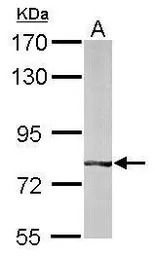 BBS7 antibody [N3C2], Internal