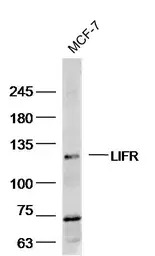 LIFR antibody