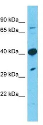 TMEM30A antibody, Internal