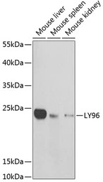 MD2 antibody