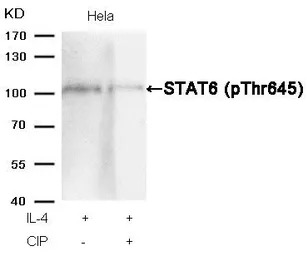 STAT6 (phospho Thr645) antibod