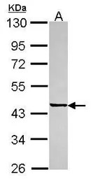 SGCE antibody [N1C1]