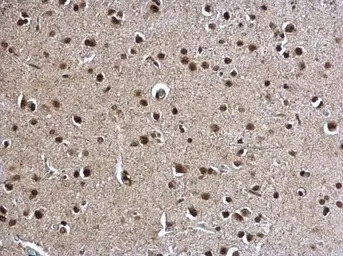 POLR2C antibody [N1C3-2]