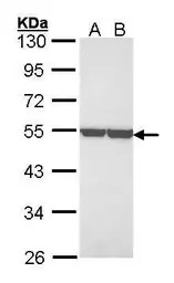ENO1 antibody [N3C3]