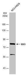 MX1 antibody