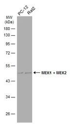 MEK1 + MEK2 antibody