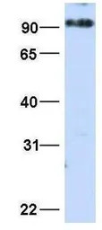 MICALL1 antibody, N-term