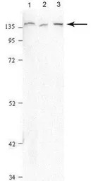 PFAS antibody, N-term