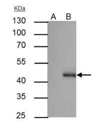 C/EBP alpha antibody [N1], N-t