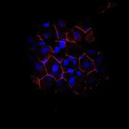 Cdh1 antibody