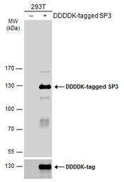 SP3 antibody